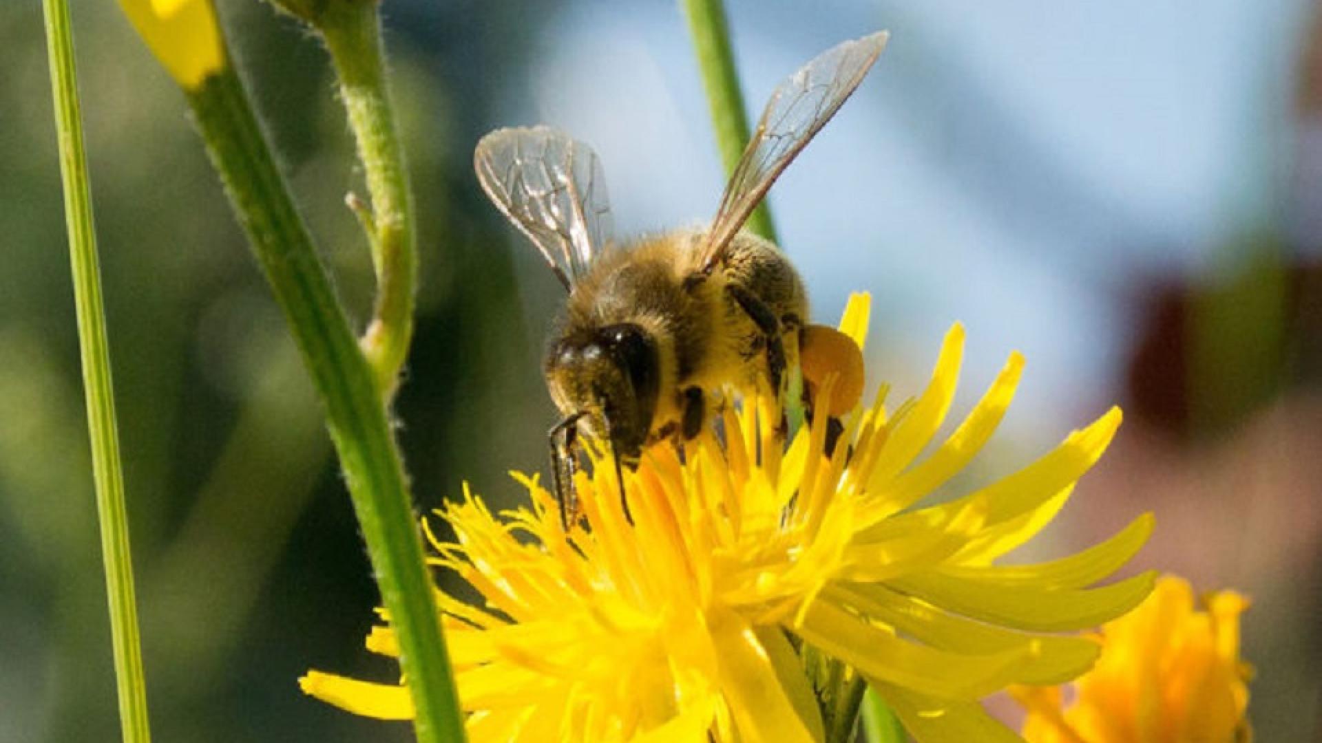 honingbij-bij-honing-cc0-pixabay-bee-802589_1280-715x408.jpg